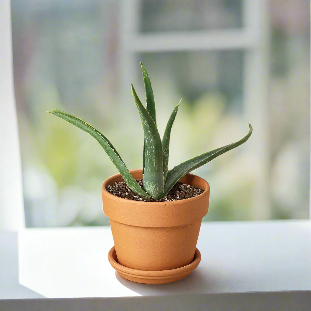 Aloe Vera