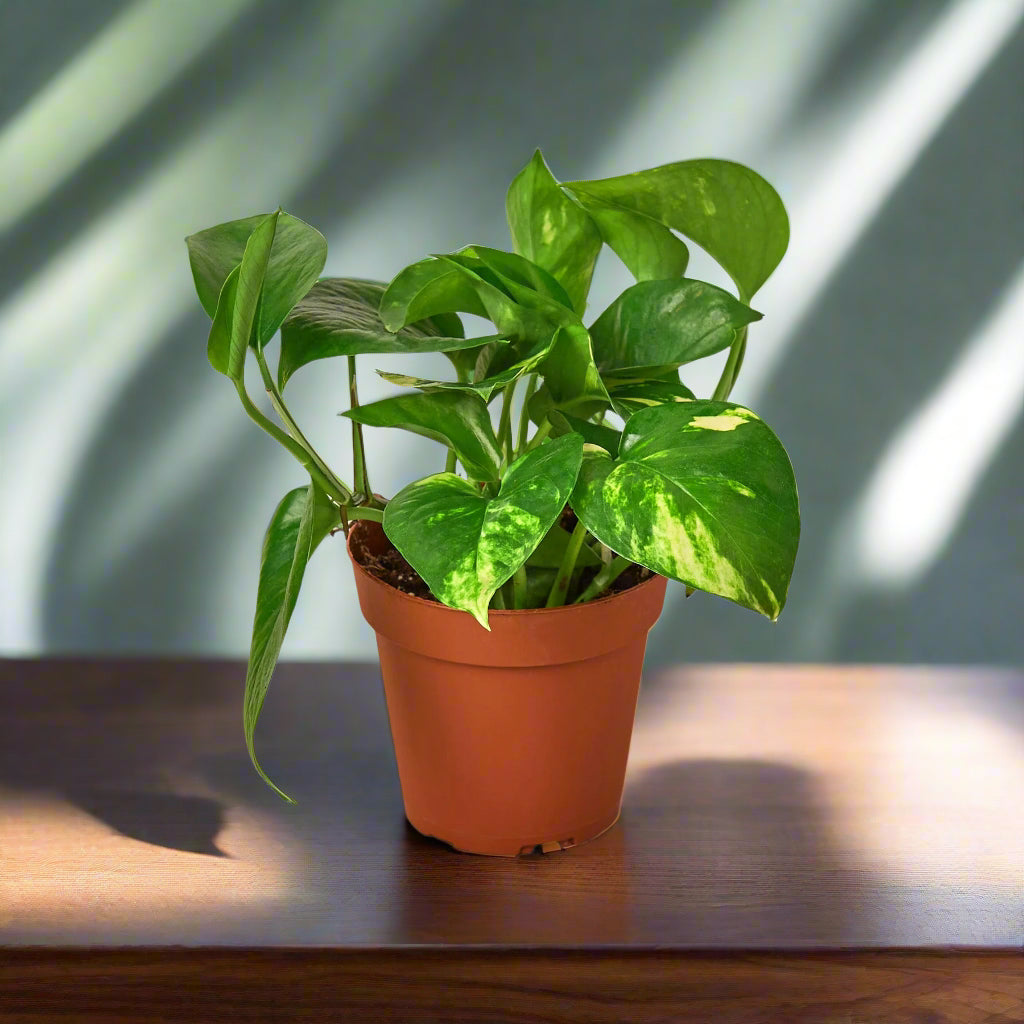 Pothos 'Golden'