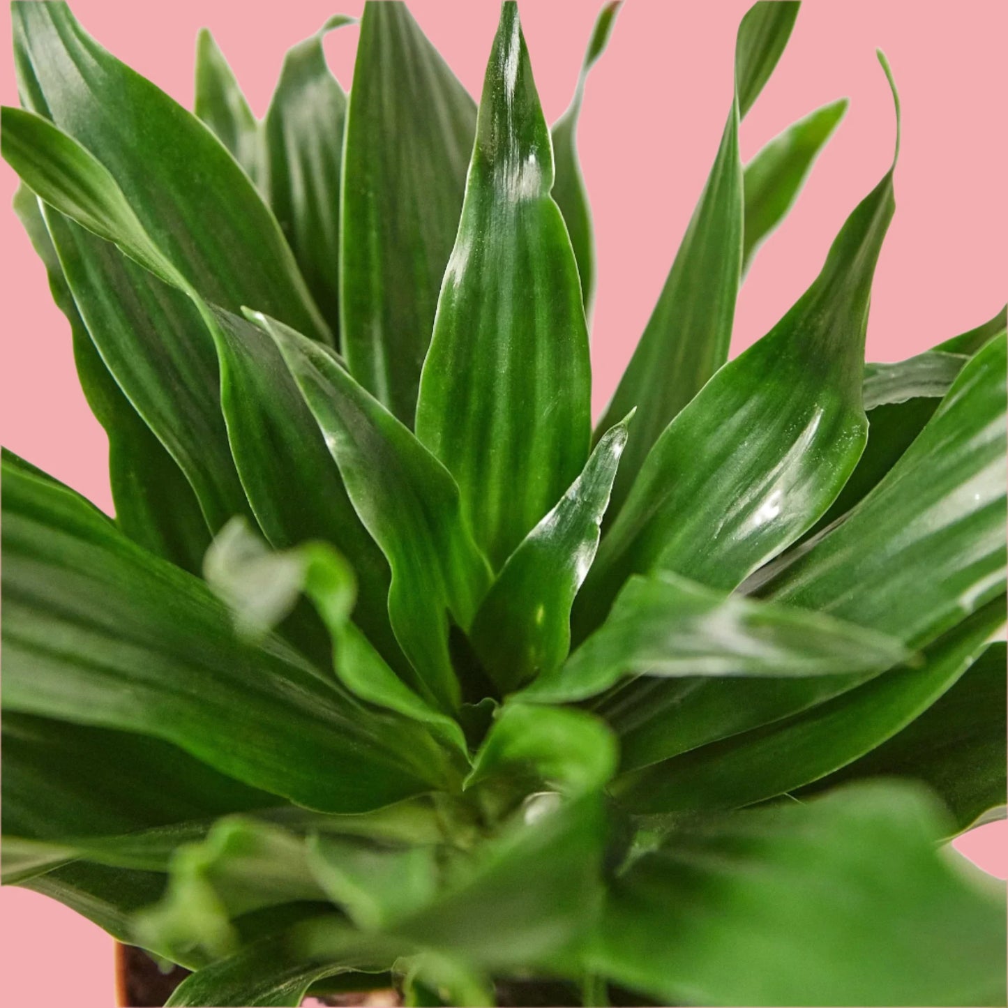 Dracaena 'Janet Craig'