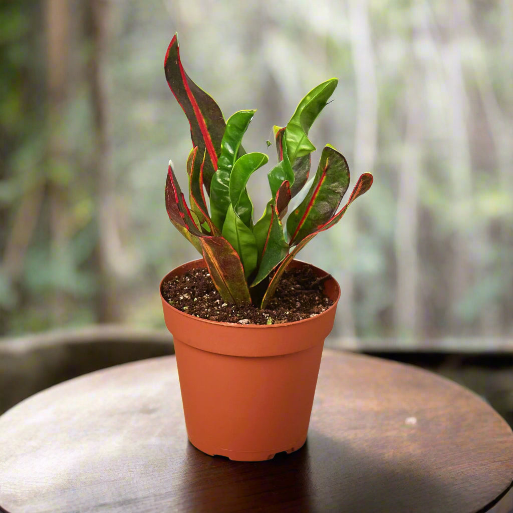 Croton Variegato