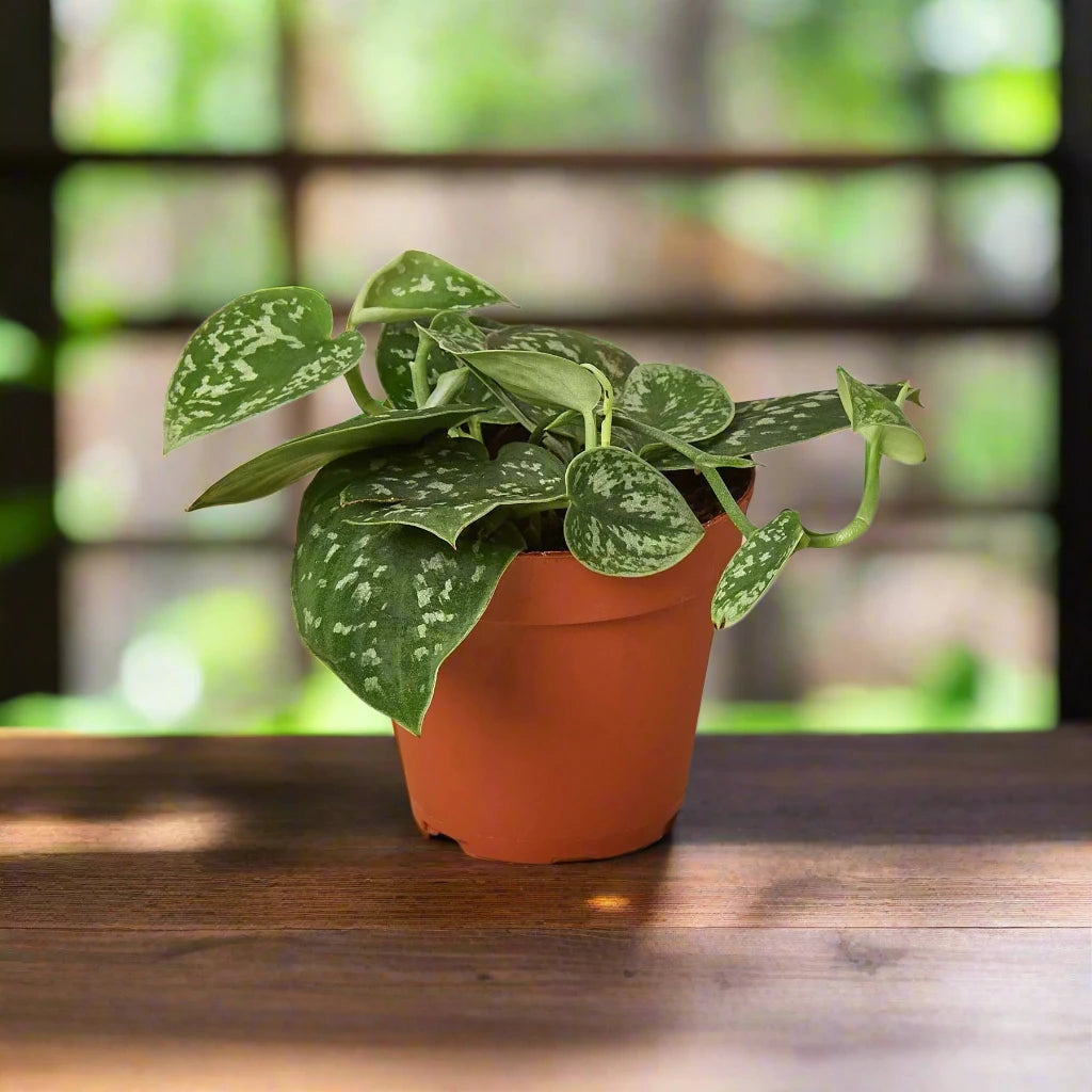 Pothos 'Satin'