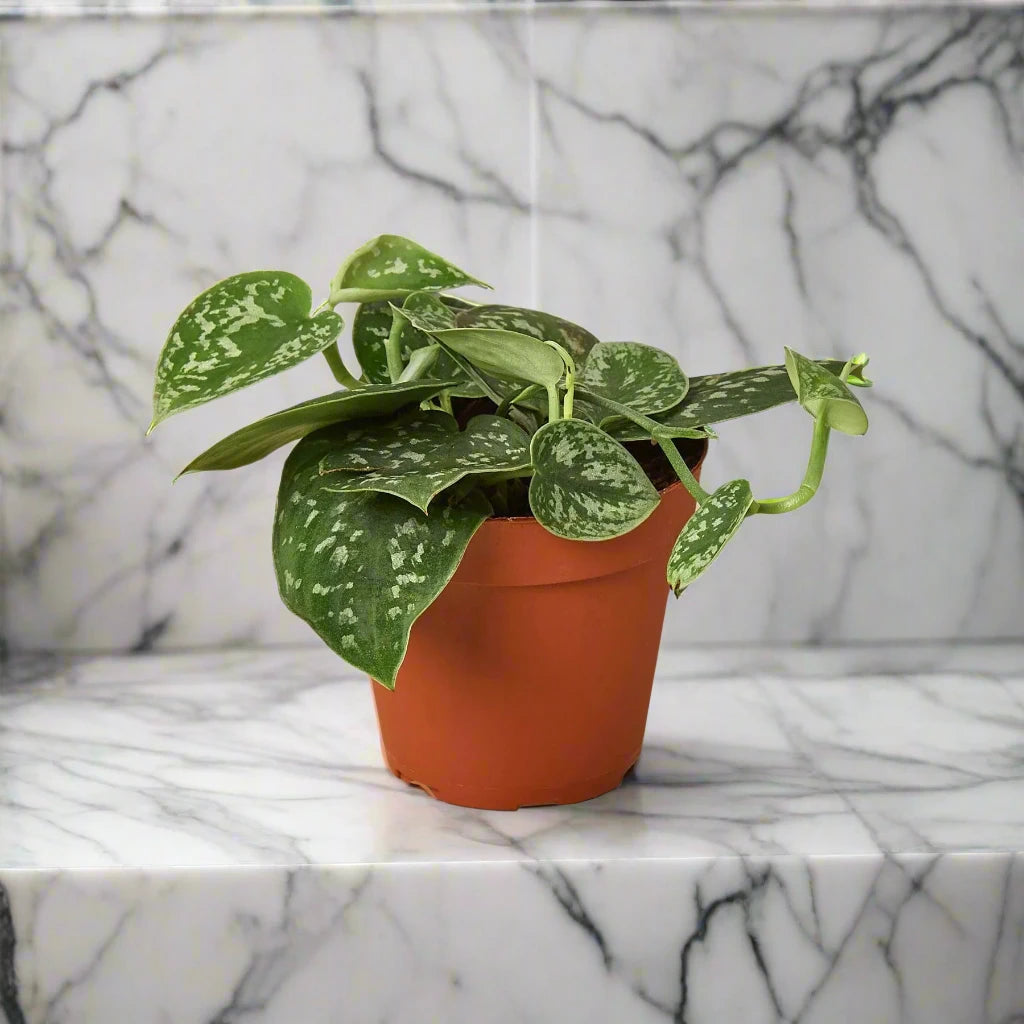 Pothos 'Satin'