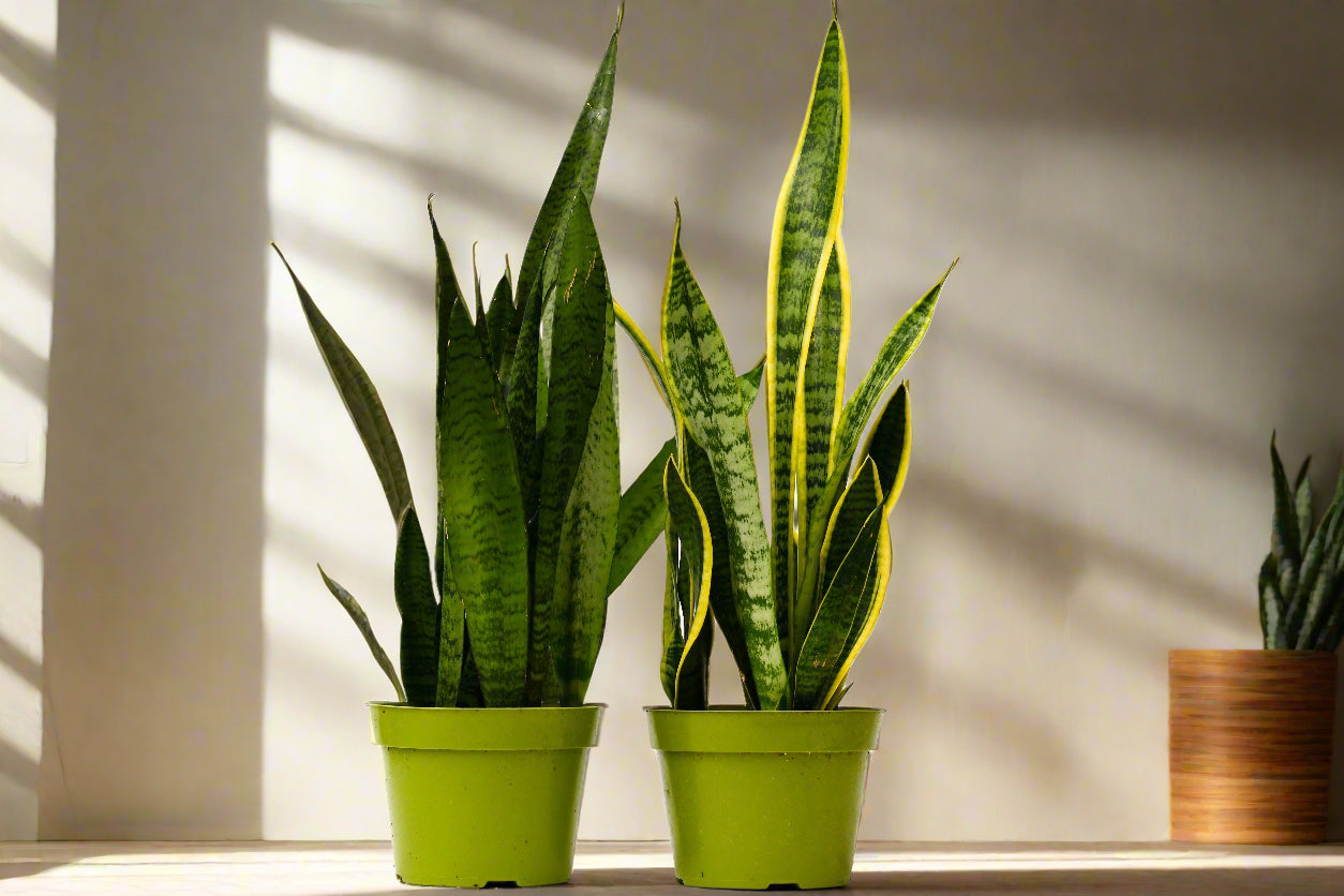 2 Snake (Sansevieria) Plant Variety Pack - 6" Pot