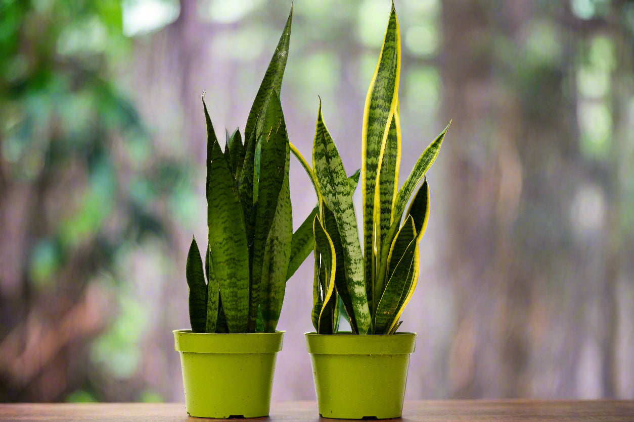 2 Snake (Sansevieria) Plant Variety Pack - 6" Pot
