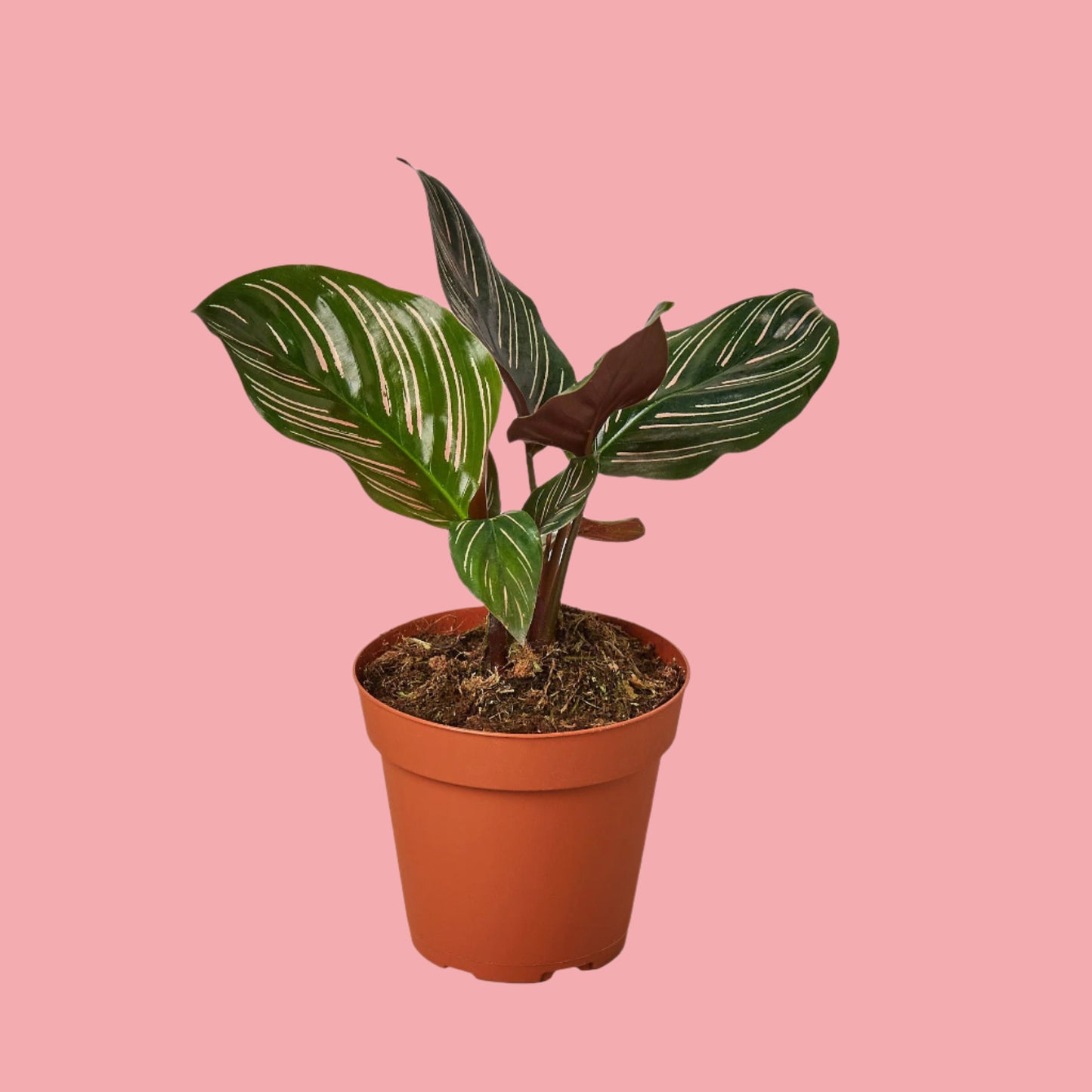 Calathea 'Ornata'