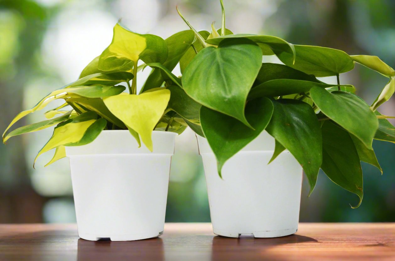 2 Philodendron Variety Pack - 4" Pots