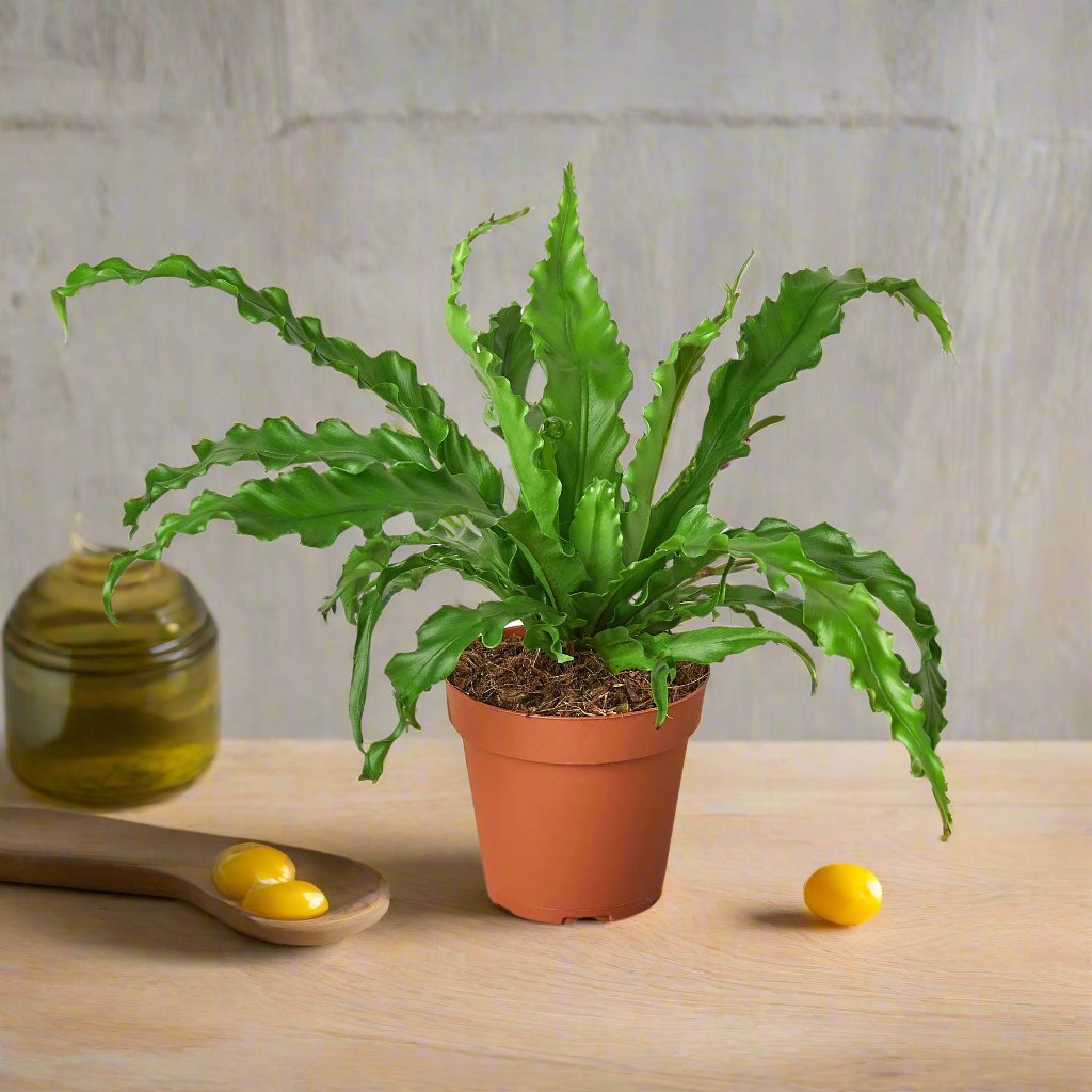Bird’s Nest 'Victoria' Fern