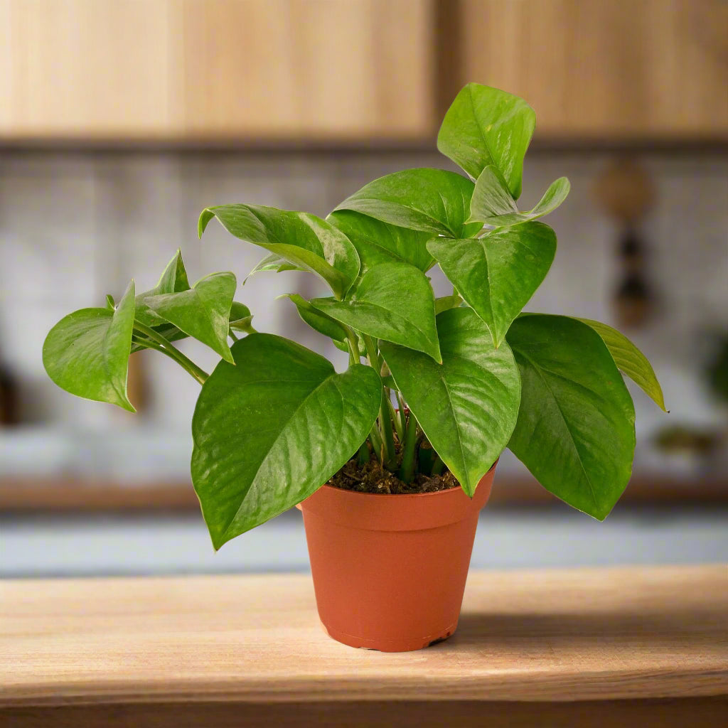 Pothos 'Green Queen'