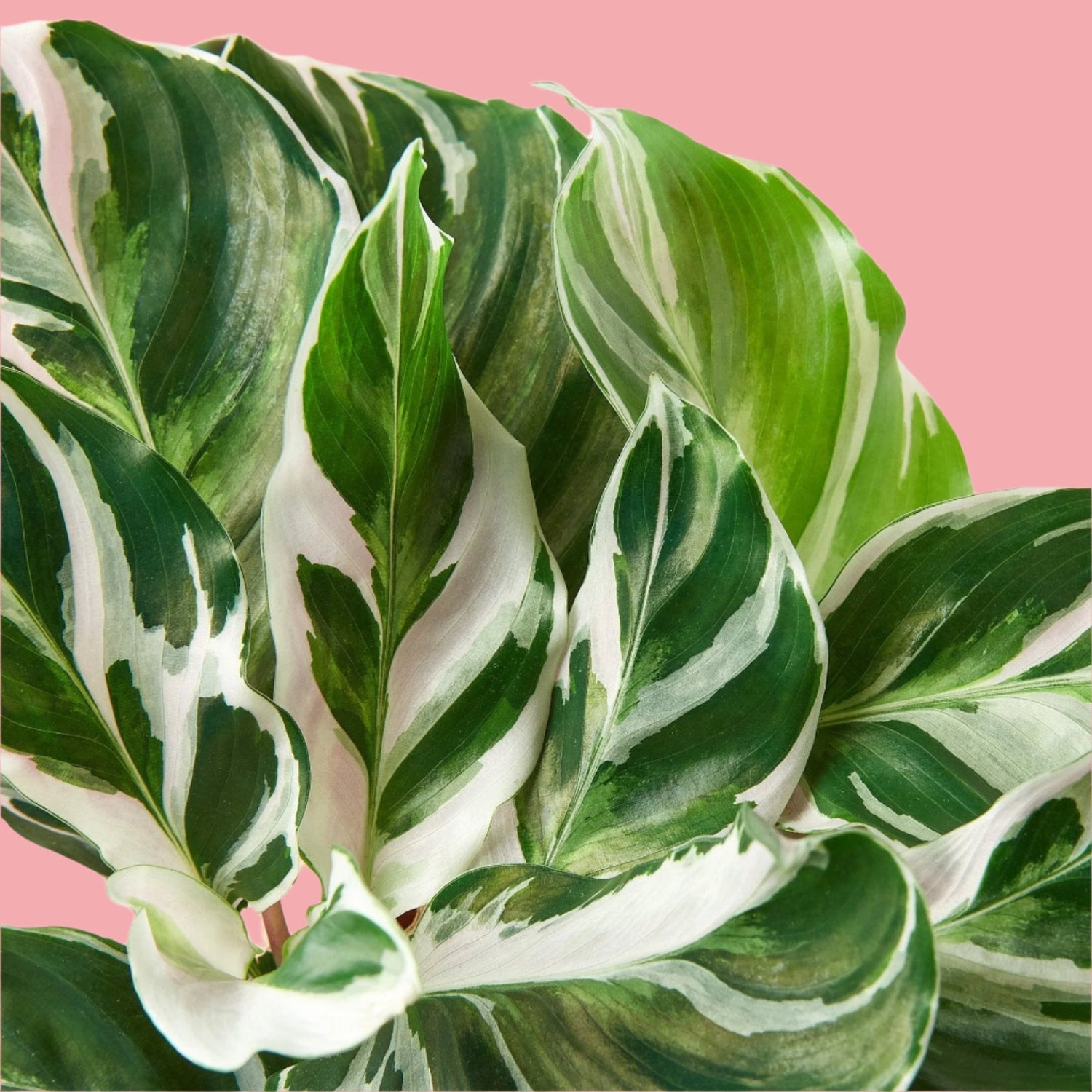 Calathea