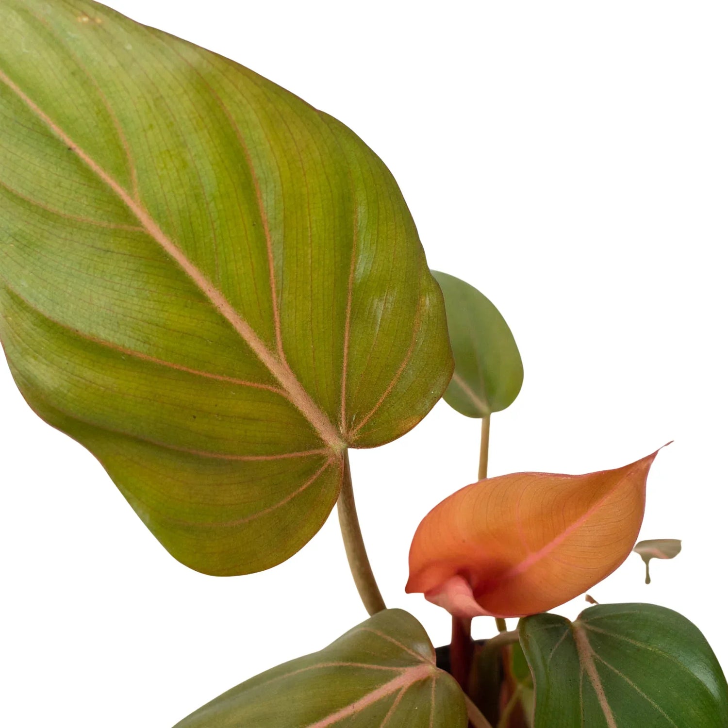 Philodendron