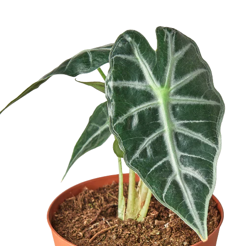 Alocasia Amazonica 'Bambino'