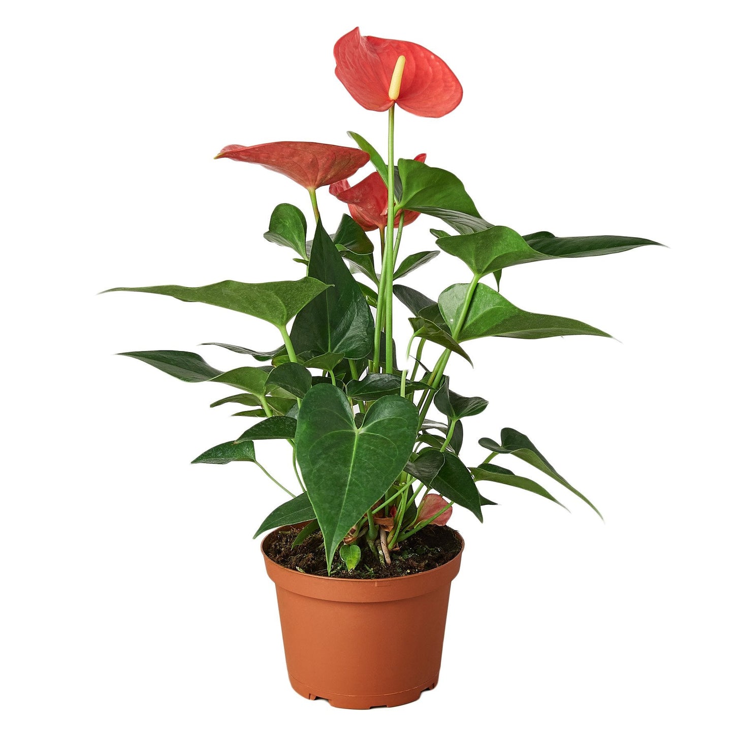 2 Anthurium Variety Pack - 4" Pots