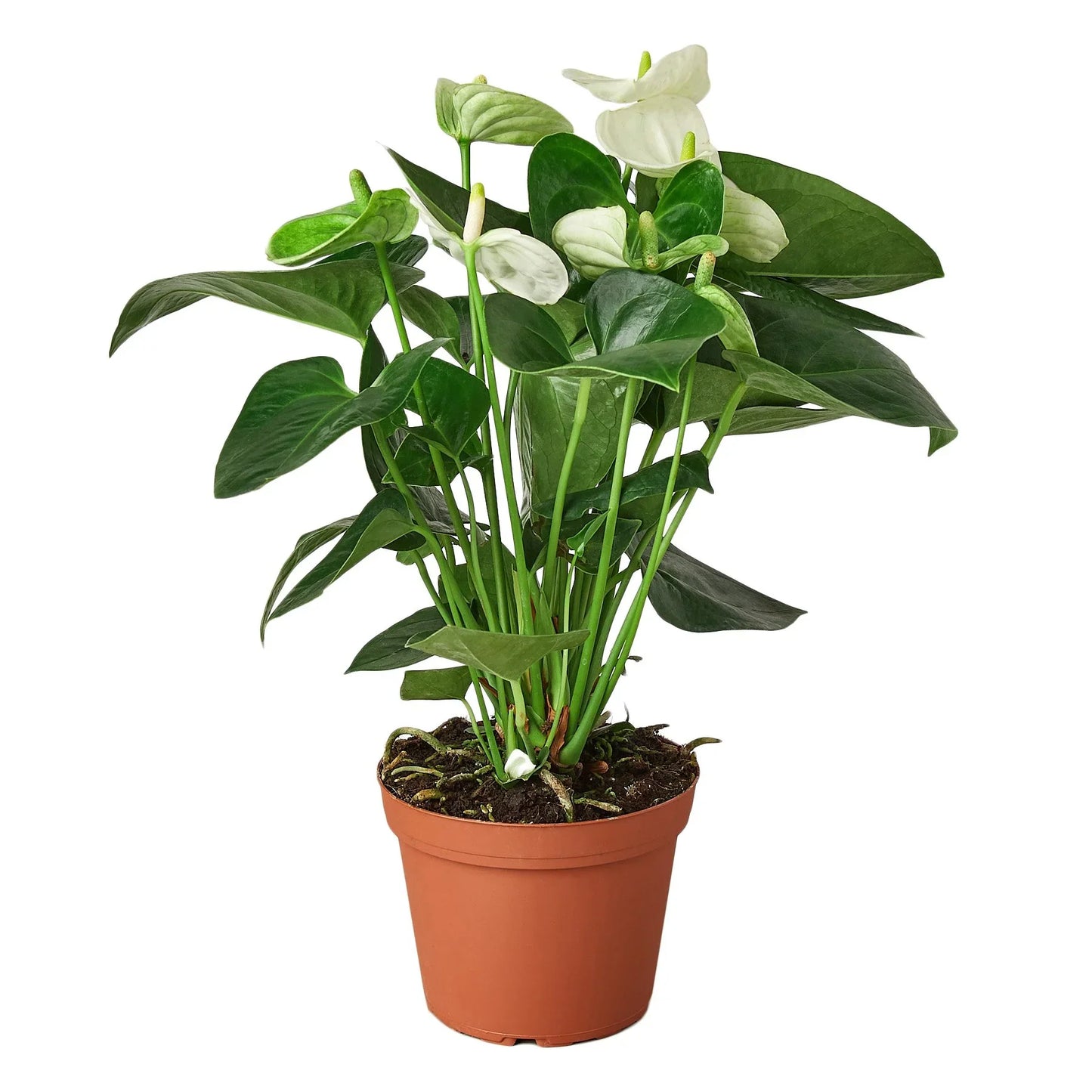 2 Anthurium Variety Pack - 4" Pots