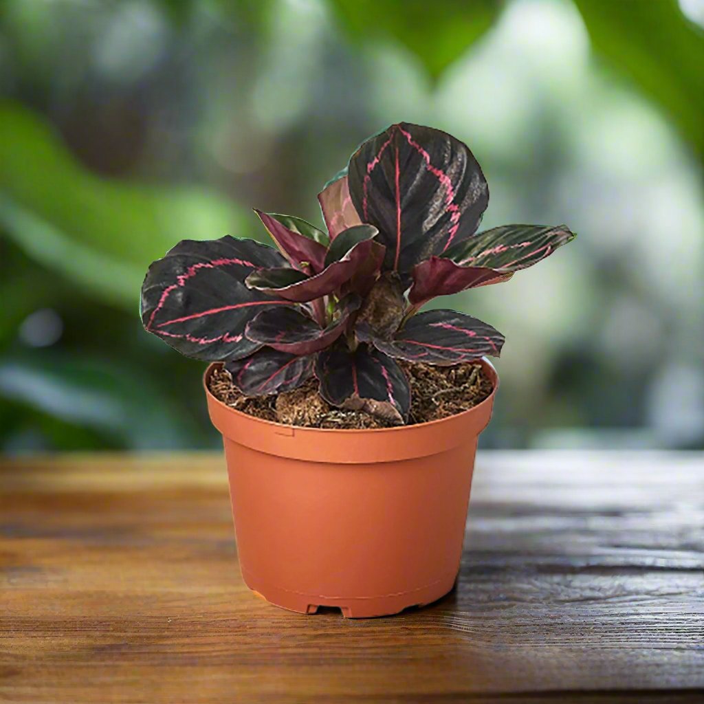 Calathea 'Dottie'