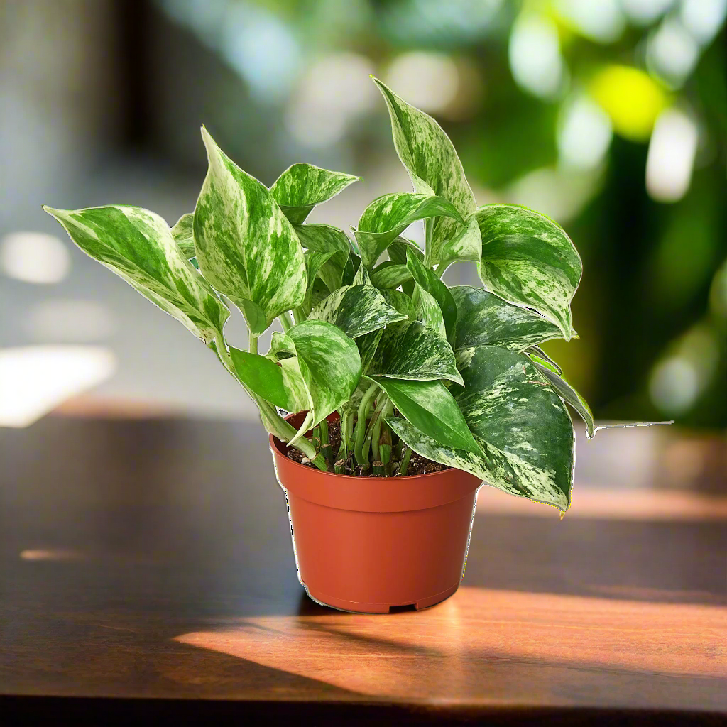 Pothos 'Marble Queen'