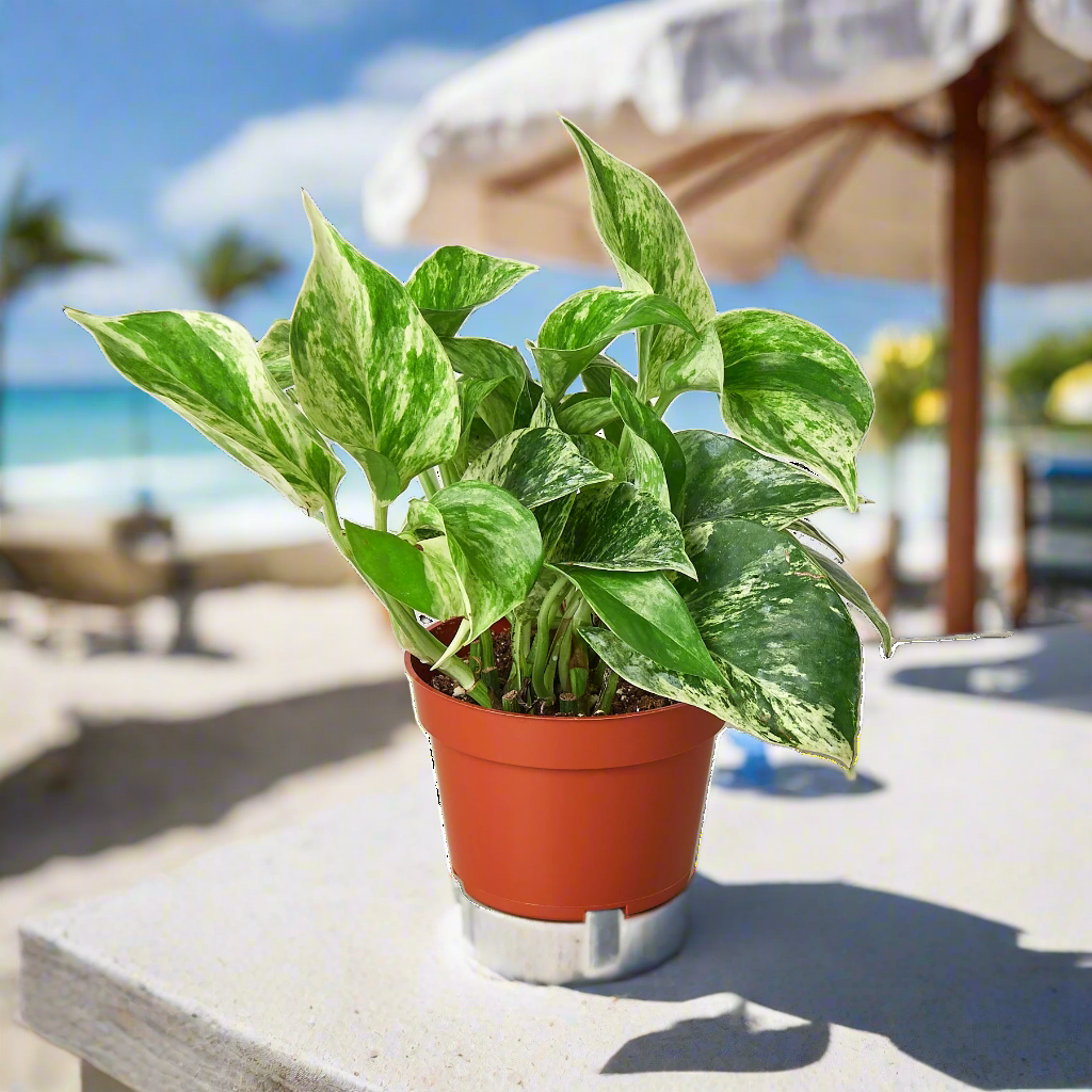 Pothos 'Marble Queen'