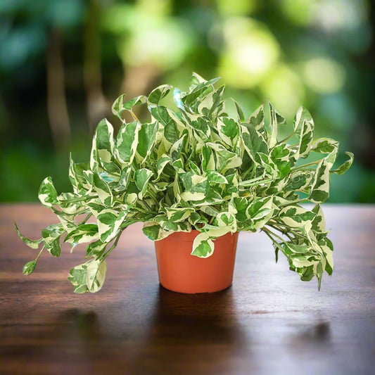 Pothos 'N'joy'