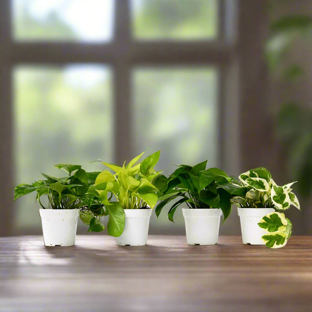 4 Different Pothos Plants in 4" Pots - Live House Plant