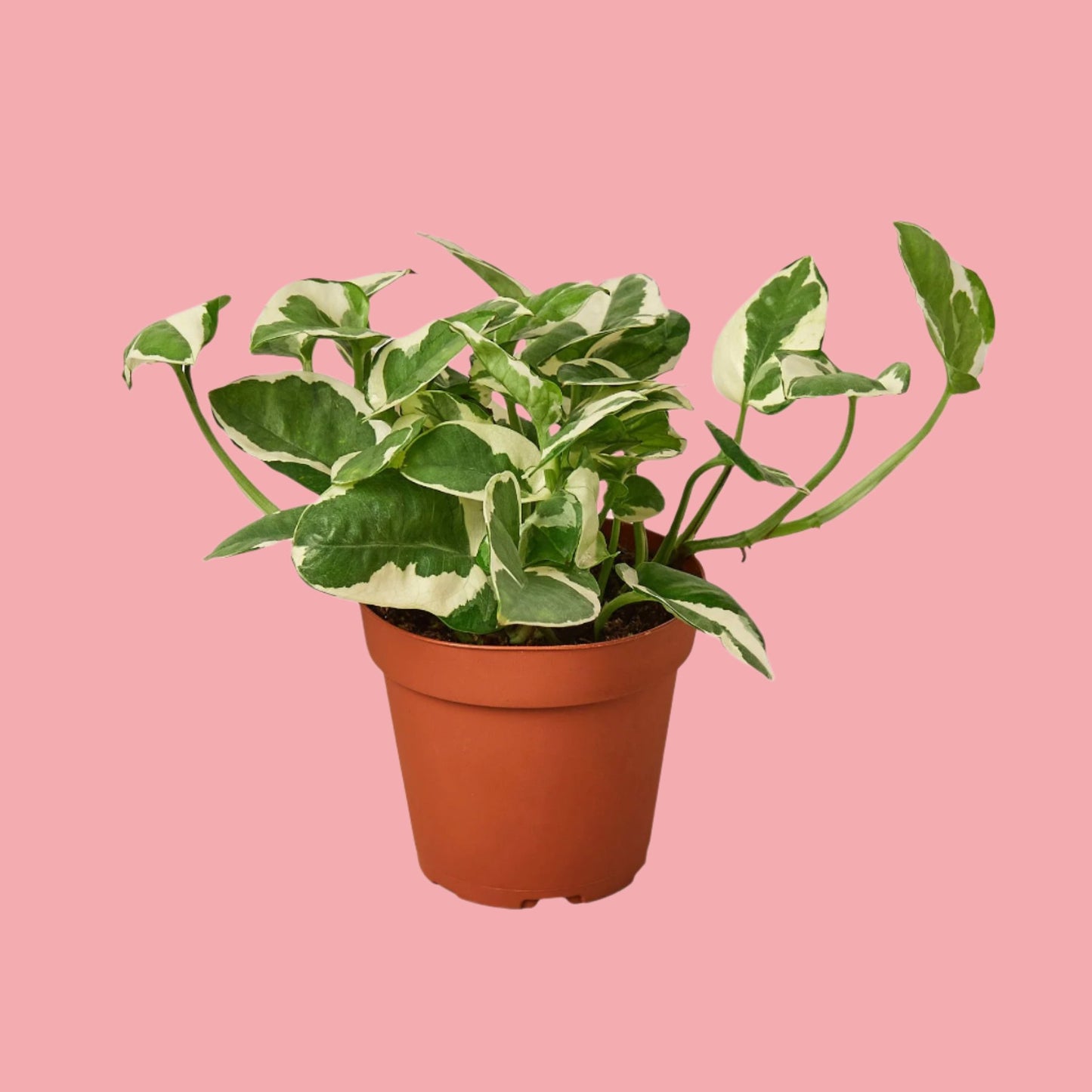 Pothos 'N'joy'