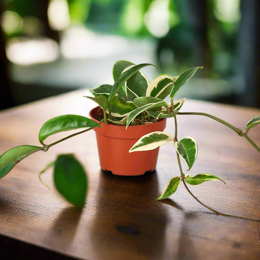 Hoya Carnosa 'Tricolor' Plant in Red Pot with Unique Leaf Patterns