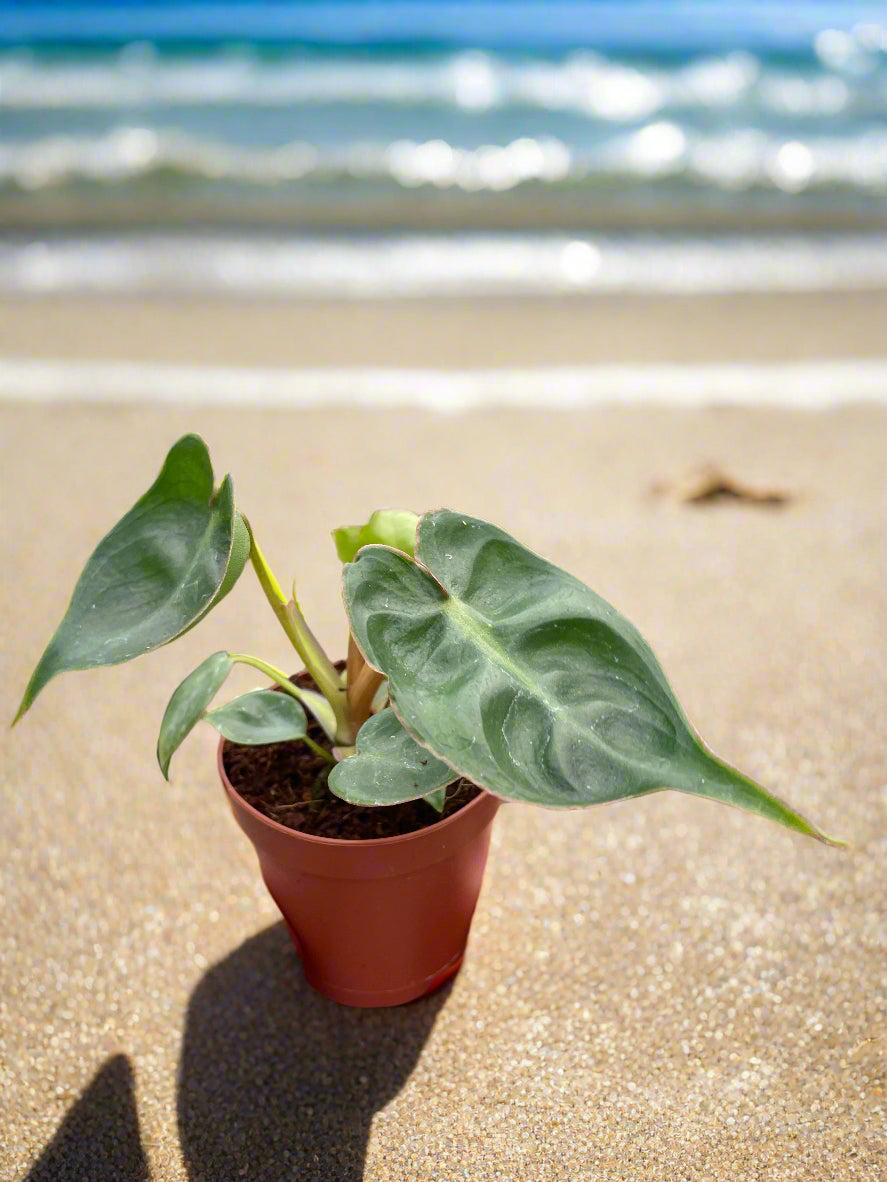 Philodendron 'Billietiae'