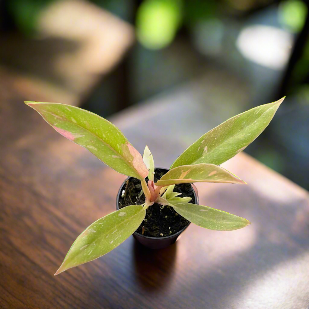 Philodendron Ring of Fire Variegated