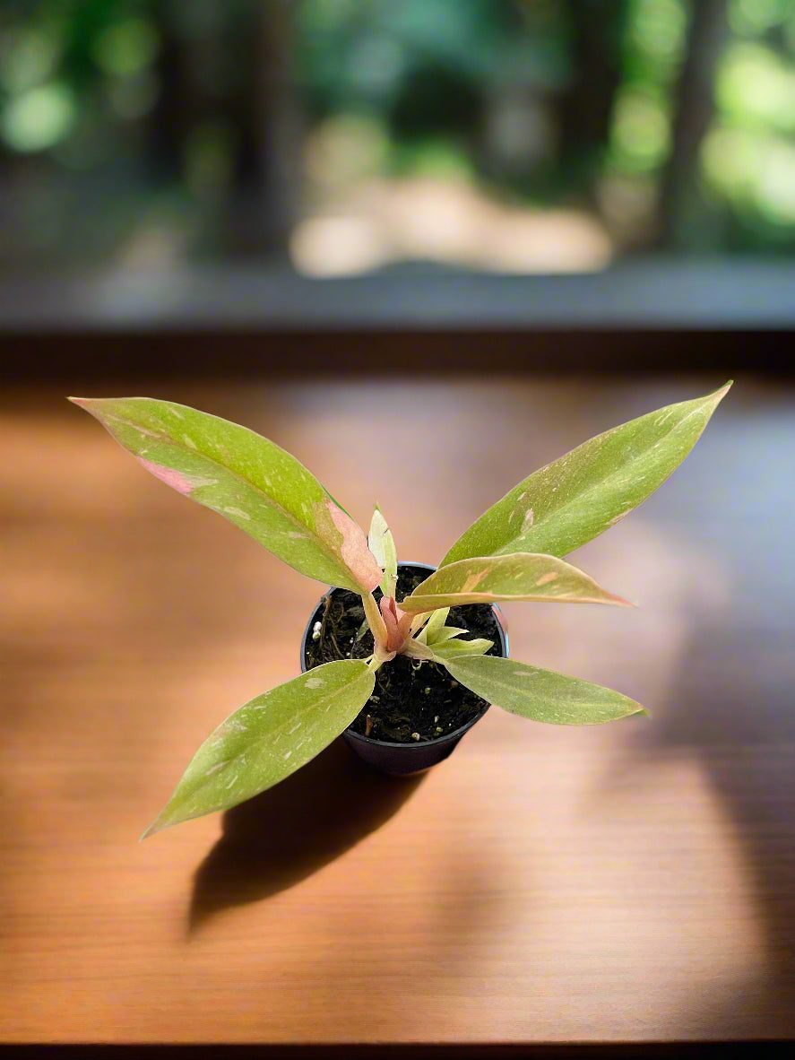 Philodendron Ring of Fire Variegated