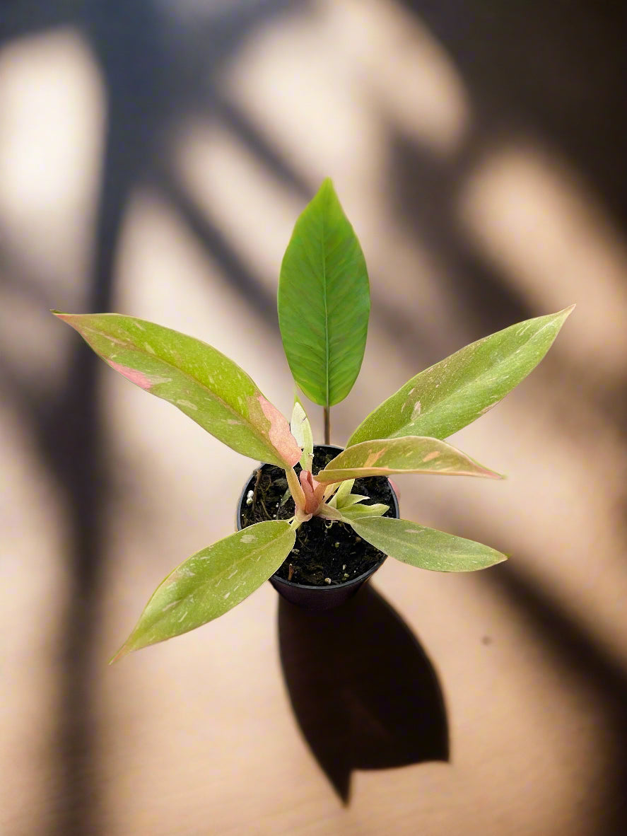 Philodendron Ring of Fire Variegated