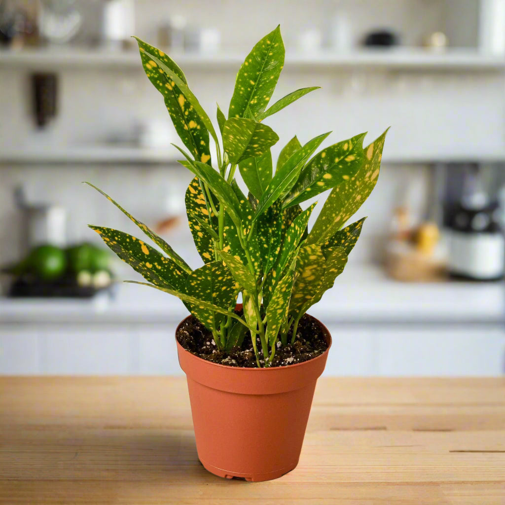 Croton 'Gold Dust'