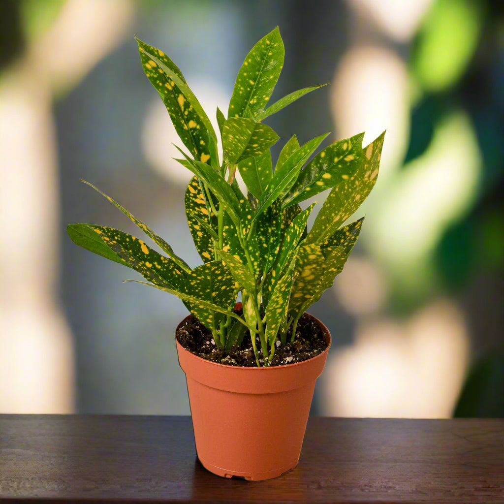 Croton 'Gold Dust'