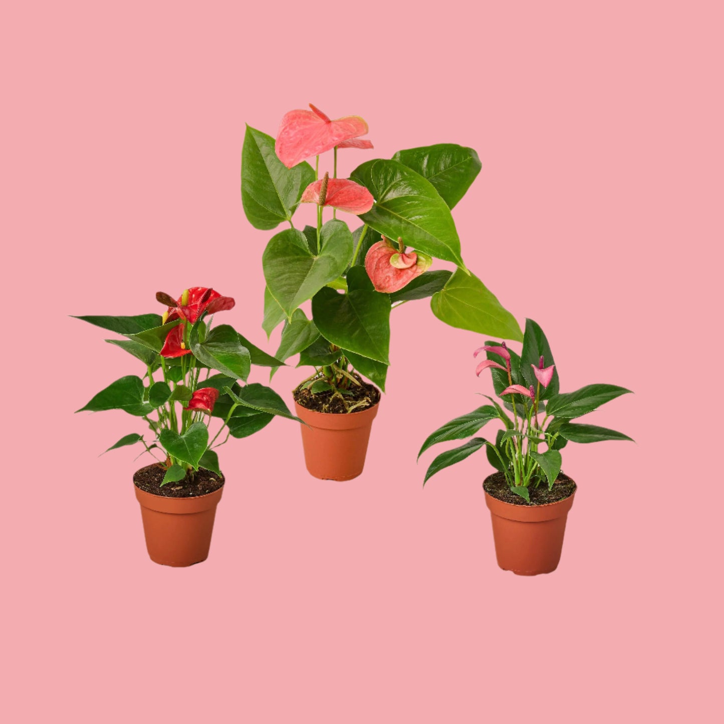 3 Anthurium Variety Pack- All Different Colors - 4" Pots