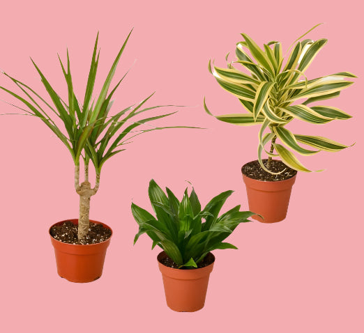 3 Different Dracaenas Variety Pack - 4" Pot