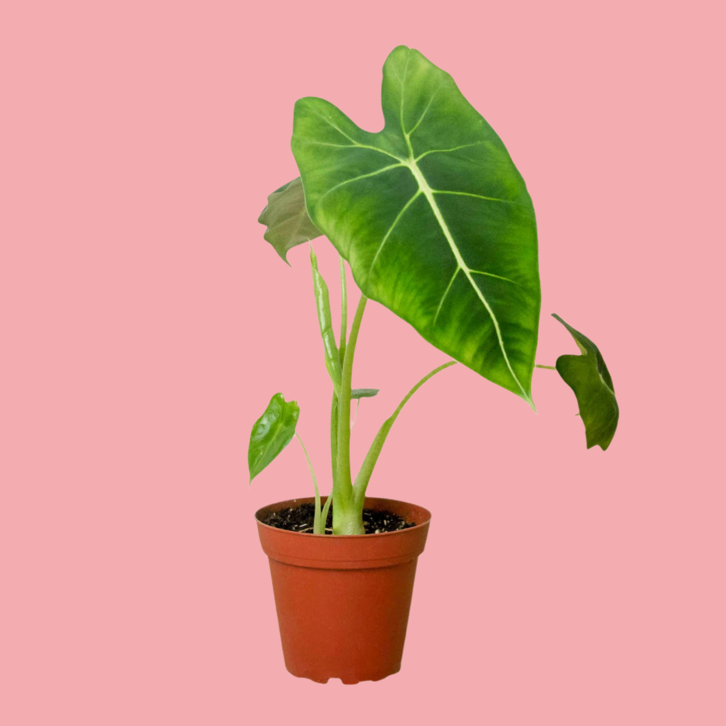 Alocasia Micholitziana 'Frydek'