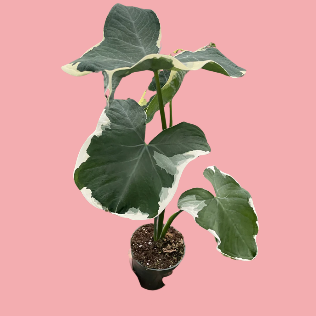 Alocasia 'Mickey Mouse' (Xanthosoma sagittifolium 'Variegatum Monstrosum')