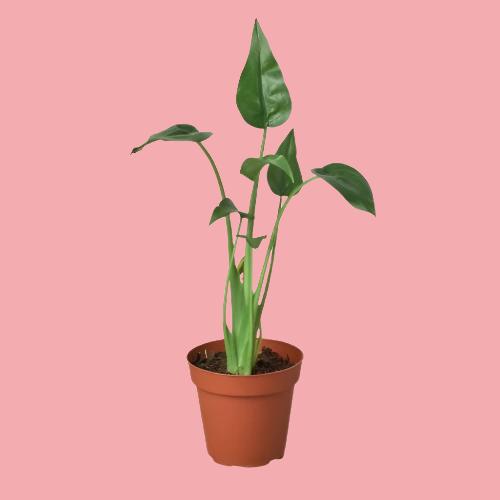 Alocasia 'Tiny Dancer' - 4" Pot