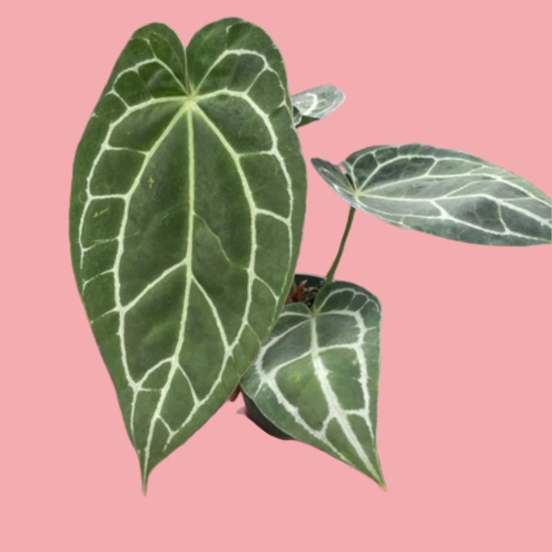 Anthurium Crystallinum