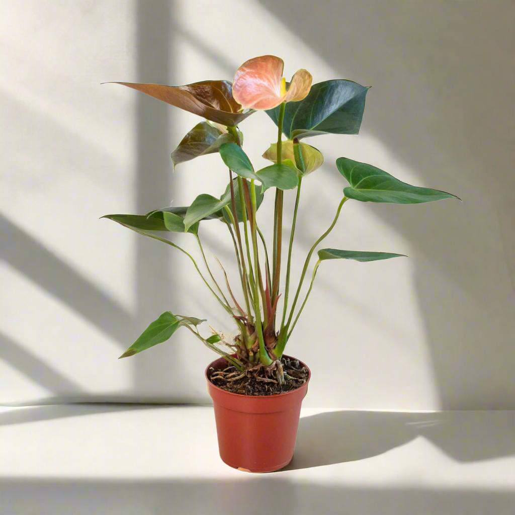 2 Anthurium Variety Pack - 4" Pots