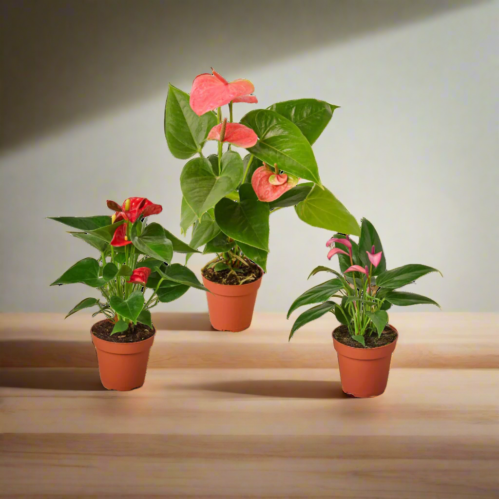 3 Anthurium Variety Pack- All Different Colors - 4" Pots