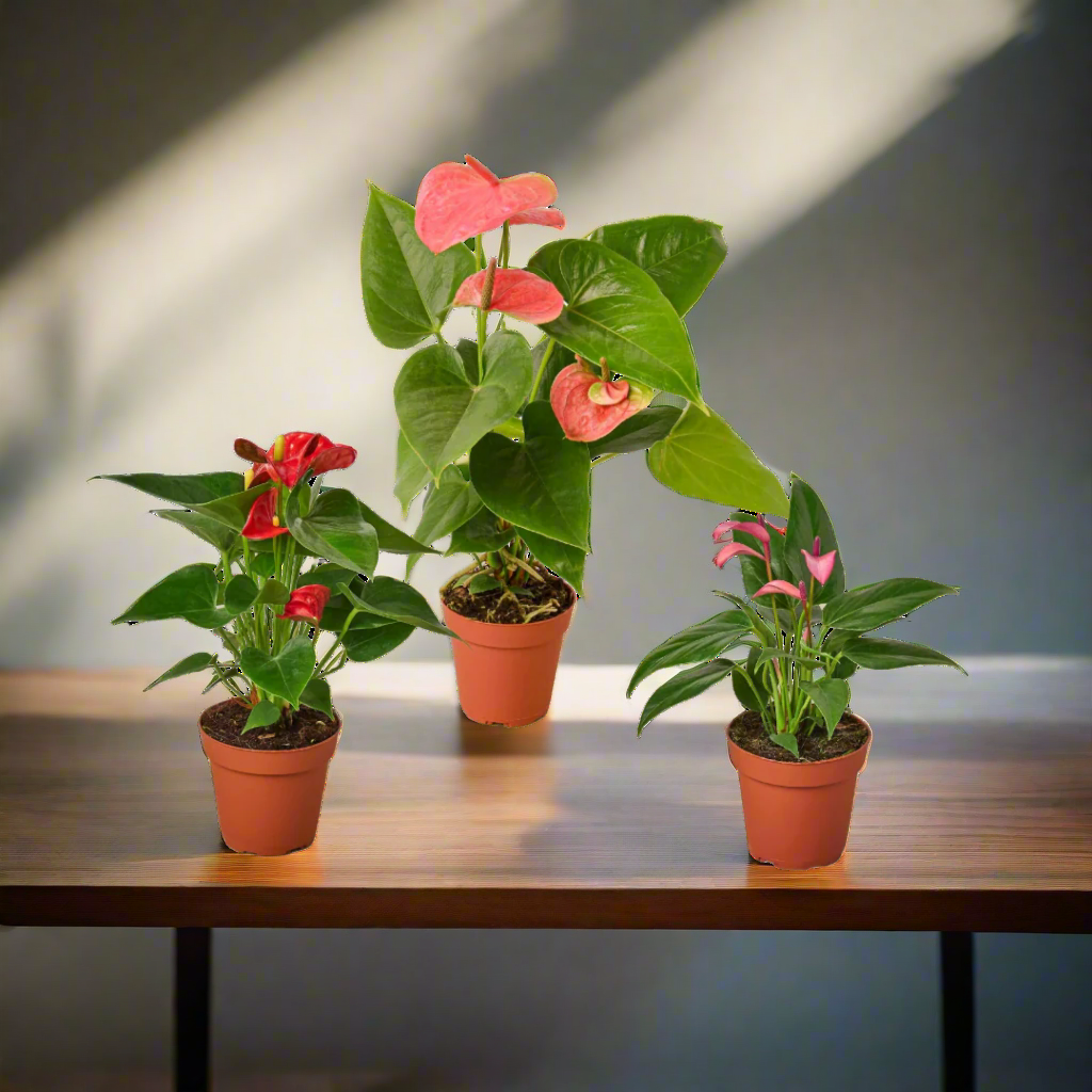 3 Anthurium Variety Pack- All Different Colors - 4" Pots