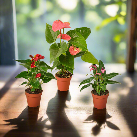 3 Anthurium Variety Pack- All Different Colors - 4" Pots