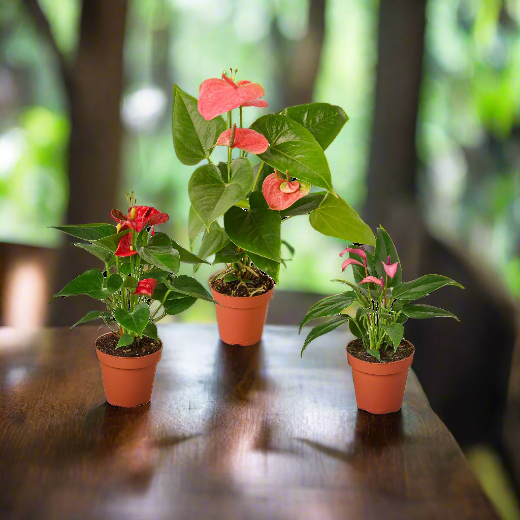 3 Anthurium Variety Pack- All Different Colors - 4" Pots