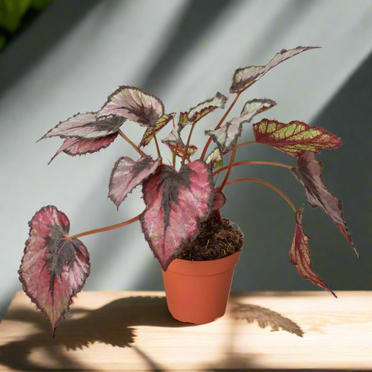 Begonia 'Rex' - 4" Pot