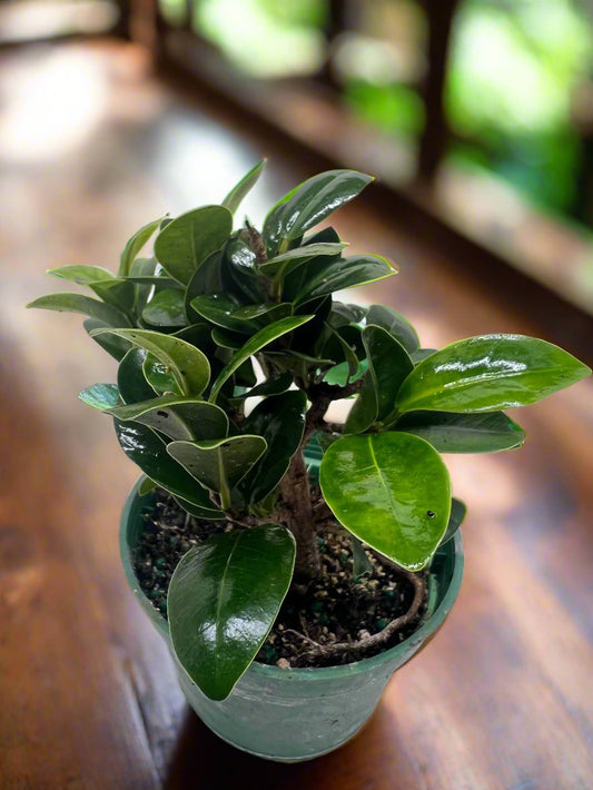 Bonsai Ficus Compacta