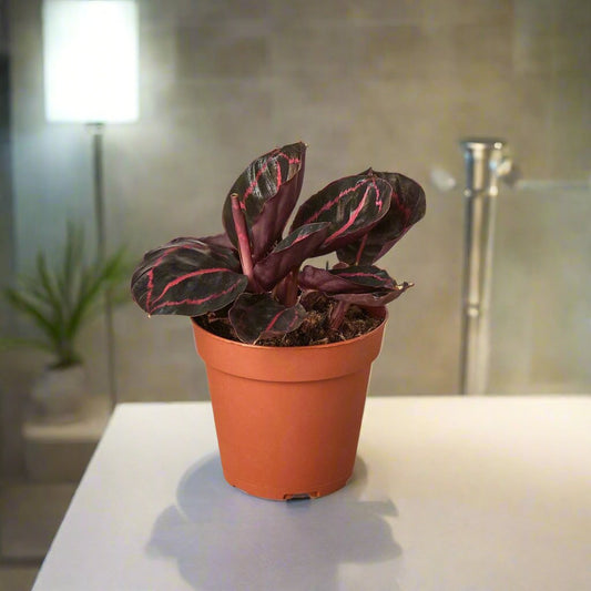 Calathea 'Dottie'