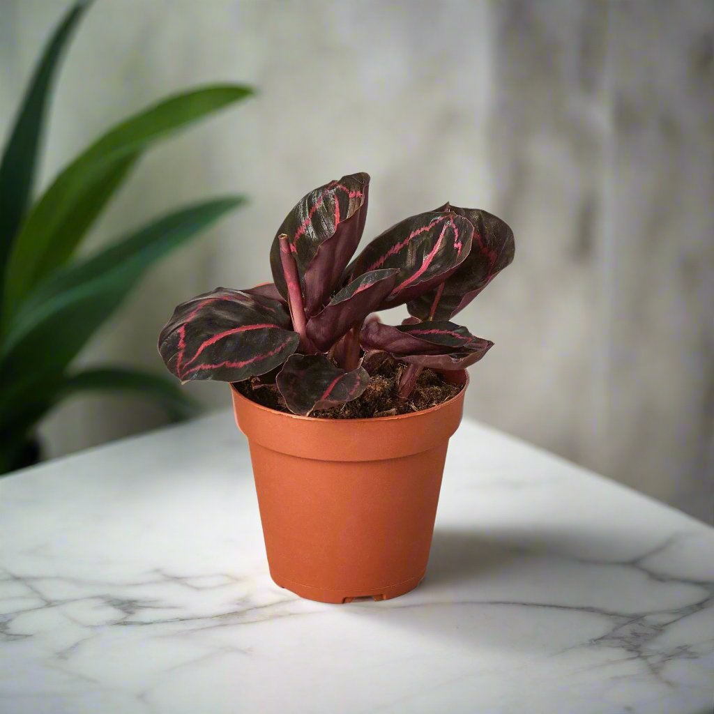 Calathea 'Dottie'