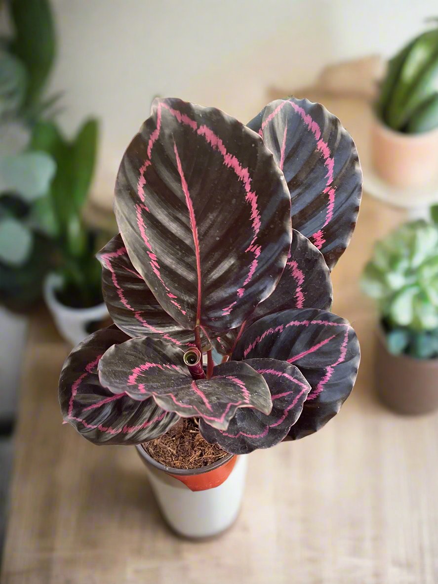 Calathea 'Dottie'