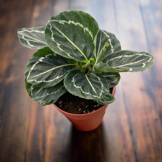 Calathea 'Green Goddess'