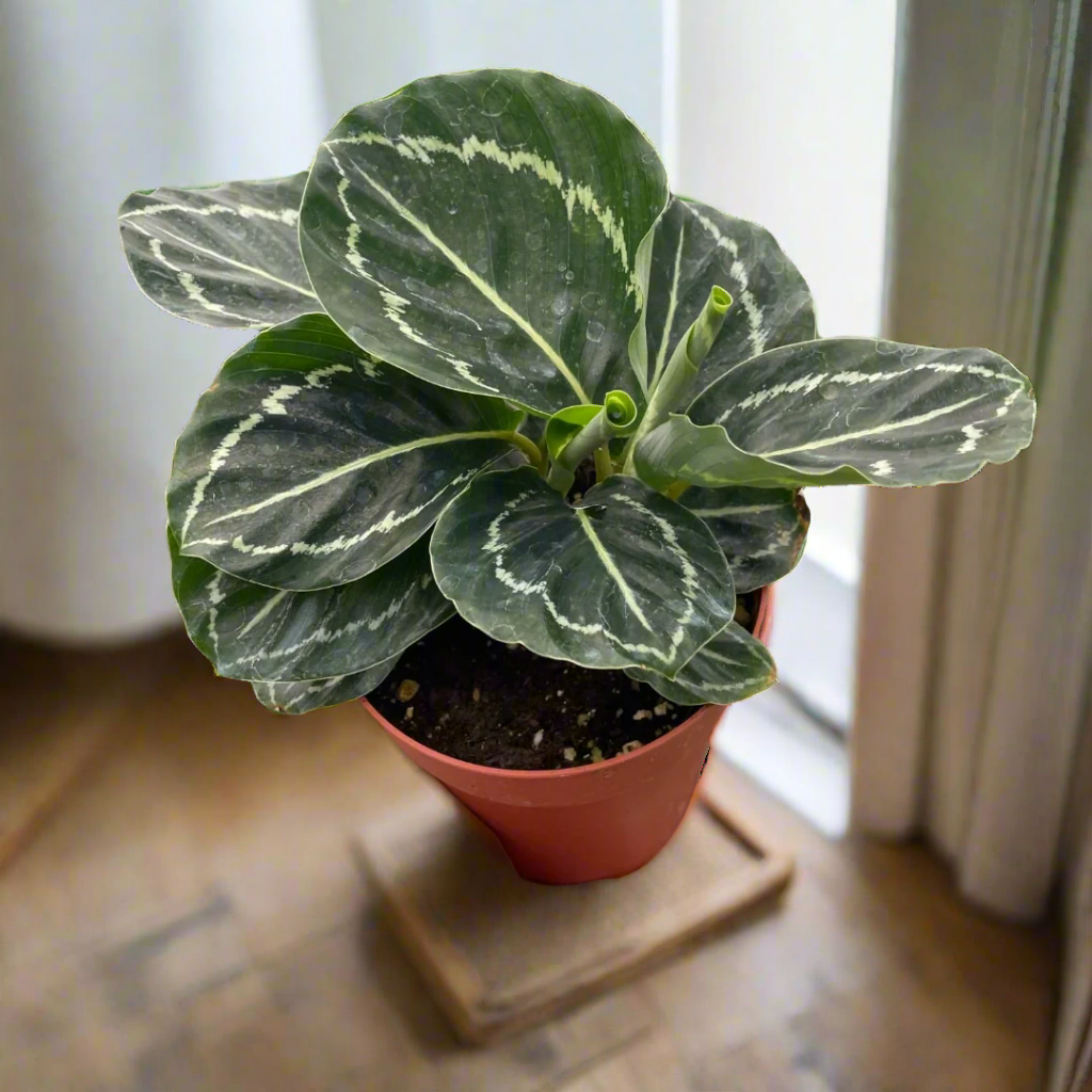 Calathea 'Green Goddess'