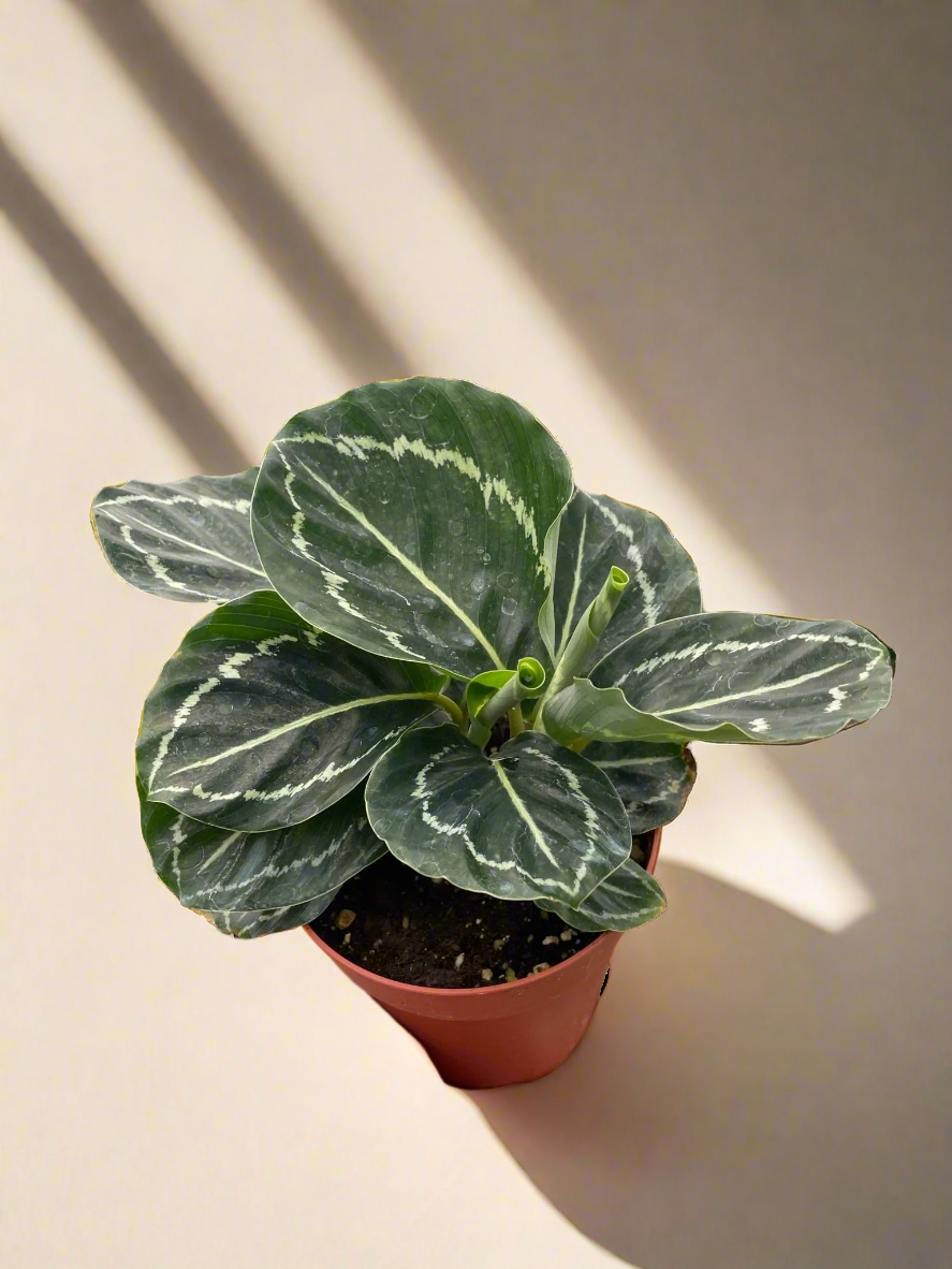 Calathea 'Green Goddess'