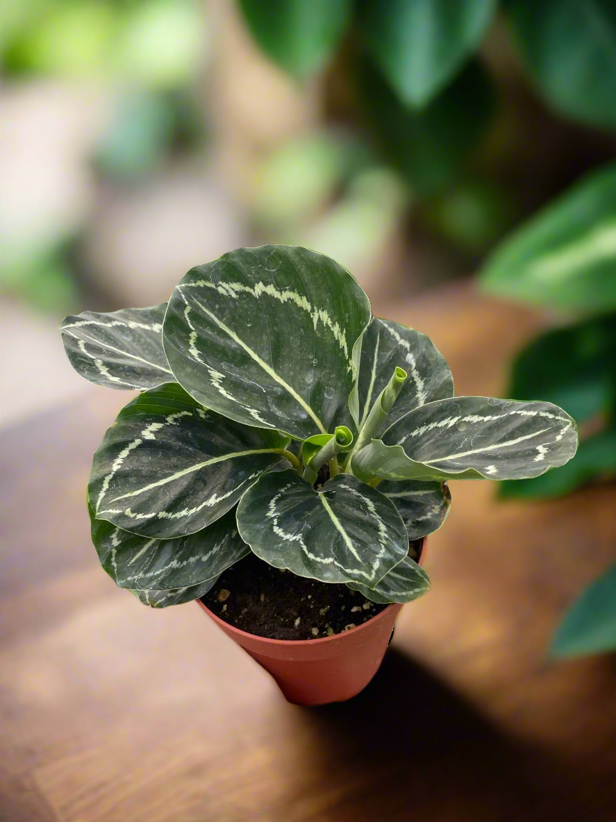 Calathea 'Green Goddess'